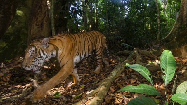 Tiere: Erst seit dem Jahr 2004 ist bekannt, dass der Malaysia-Tiger eine eigene Unterart ist.