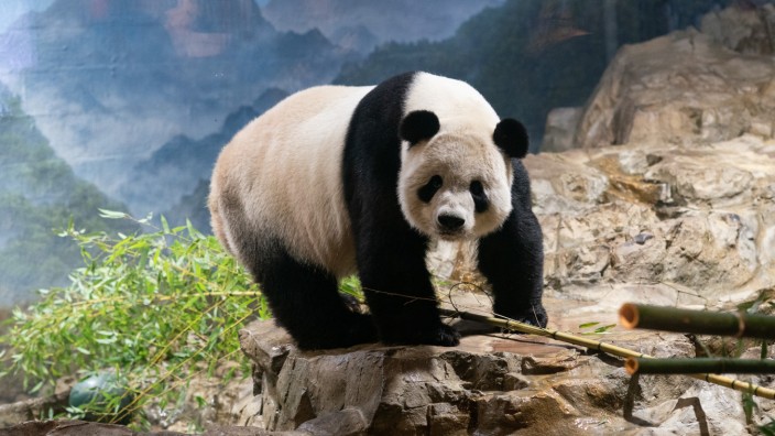 China: Der Große Panda Tian Tian war im Smithsonian's National Zoo in Washington zu sehen - bis er Anfang November nach China zurückkehren musste.