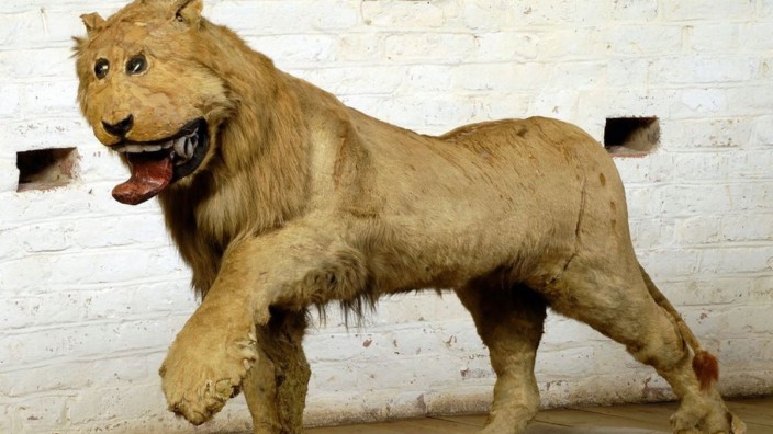 Dem Geheimnis auf der Spur: Ein seltsamer Kopf, eine merkwürdige Zunge und Augen, die aussehen wie aufgenähte Knöpfe: der ausgestopfte Löwe "Leo" sieht nicht gerade aus wie der König der Tiere.