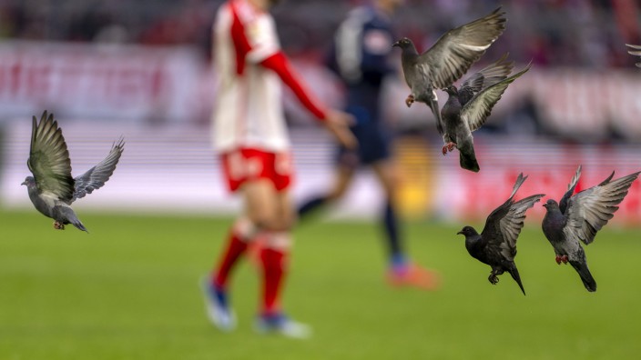 Tauben im Fußballstadion: Beim Spiel des FC Bayern München gegen den 1. FC Heidenheim fliegen die Tauben über das Feld.