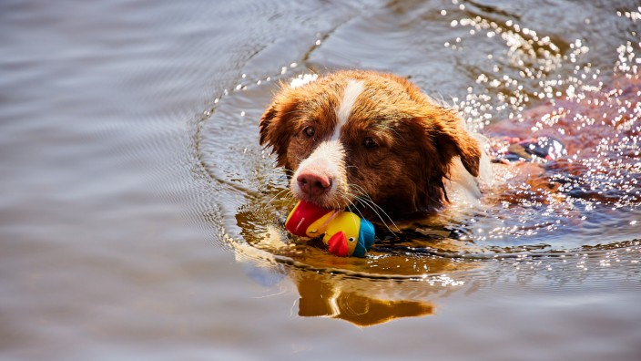 Mitten in Grafing: Sensationeller Schwimmer: Dieser Hund holt die Badeente in Rekordzeit aus dem Wasser.