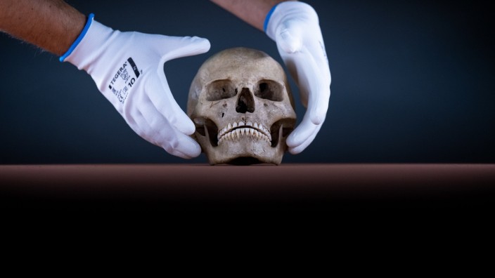 Archäologie und Mystik: Ein Mitarbeiter drapiert den Schädel der vor rund 9000 Jahren gestorbenen Schamanin von Bad Dürrenberg in der Dauerausstellung des Landesmuseums für Vorgeschichte in Halle/Saale.