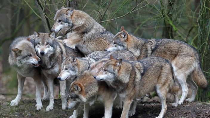 Kein Abschuss: Wölfe sind sehr soziale Tiere. Hier ein Rudel in einem Natur- und Umweltpark in Güstrow.