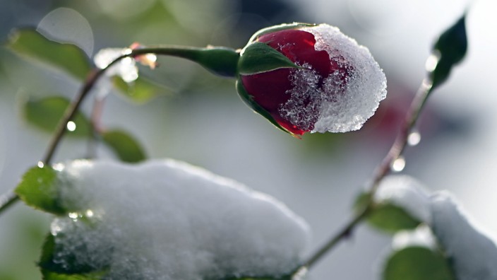 Wintereinbruch: Hingucker: Frontal beschneite Rose im Wintersonnenlicht.