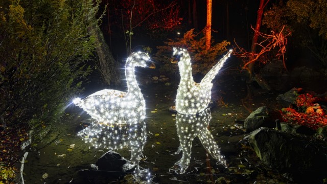 Adventszeit: Schwanensee, eine vorweihnachtliche Lichtinstallation im Augsburger Zoo.