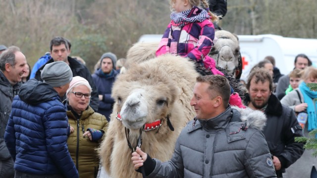 Adventszeit: Hoch zu Kamel: Auf Gut Mergenthau im schwäbischen Kissing ist das möglich.