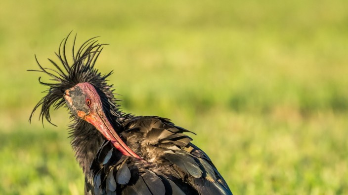 Bedrohte Vogelart: Waldrapp-Kolonie bei Burghausen: Derzeit wird versucht, den stark bedrohten Vögeln wieder ein natürliches Zugverhalten anzutrainieren.