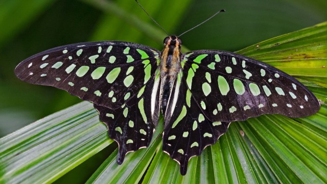Schmetterlingsausstellung: Anders als bei vielen Arten sehen Männchen und Weibchen des ebenfalls aus Südostasien stammenden Neonsegelfalters (Graphium agamemnon) gleich aus.