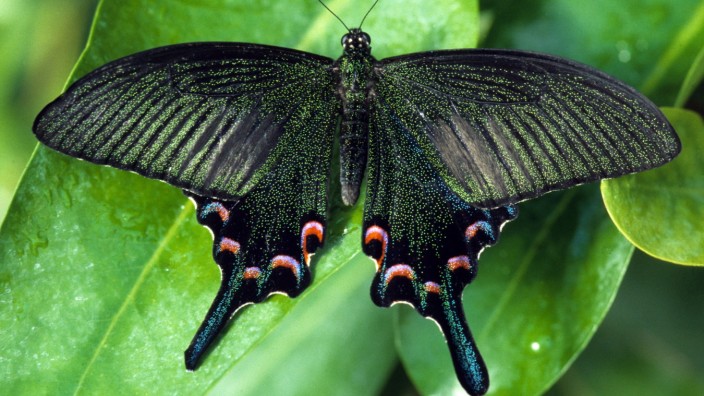 Schmetterlingsausstellung: Auch den asiatischen Pfauen-Schwalbenschwanz kann man im Wasserpflanzenhaus fliegen sehen. Der indische Bundesstaat Uttarakhand hat ihn 2017 zum "state butterfly" deklariert.