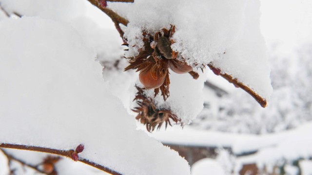 Wintereinbruch: Der Schnee liegt schwer auf den Bäumen, vor Waldspaziergängen wird deshalb gewarnt.