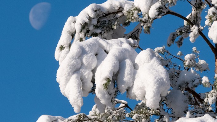 Nach dem Schneeeinbruch vom Wochenende: Der verschneite Ast eines Baumes: In Geretsried muss nach den extremen Schneefällen jeder Baum auf seine Standfestigkeit überprüft werden.