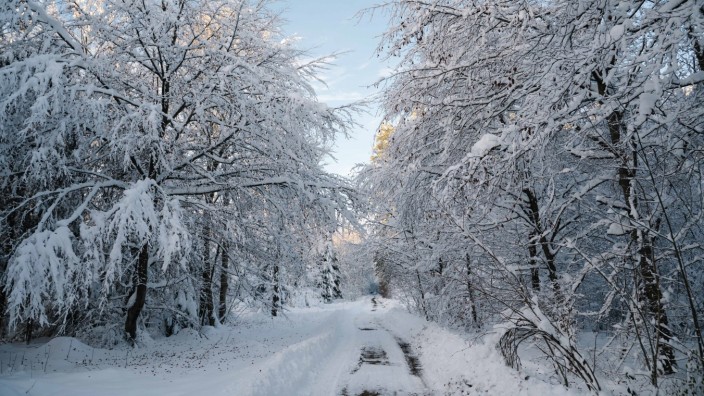 Wintereinbruch: Von Spaziergängen durch Wälder wie hier bei Sauerlach raten Förster und das Ministerium für Land- und Forstwirtschaft weiterhin ab. Der viele Schnee könnte Äste oder ganze Bäume abknicken.