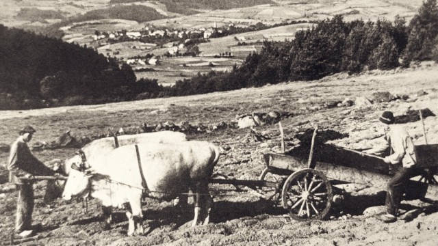 Bayerische Geschichte: Zosum gehörte zu den ärmeren Siedlungen, seinen Lebensunterhalt zu bestreiten war hier nie leicht. Das Bild zeigt ein Ochsengespann mit einer Fuhre Mist beim Düngen des Feldes.