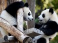 Berlins Panda-Zwillinge werden ein Jahr alt