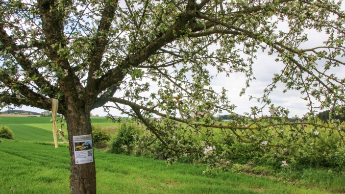 Aktion gegen Lebensmittelverschwendung: Obstbäume, die mit gelben Bändern gekennzeichnet sind, darf die Bevölkerung in der Gemeinde Berg künftig abernten. So möchte die Kommune Lebensmittelverschwendung entgegenwirken.