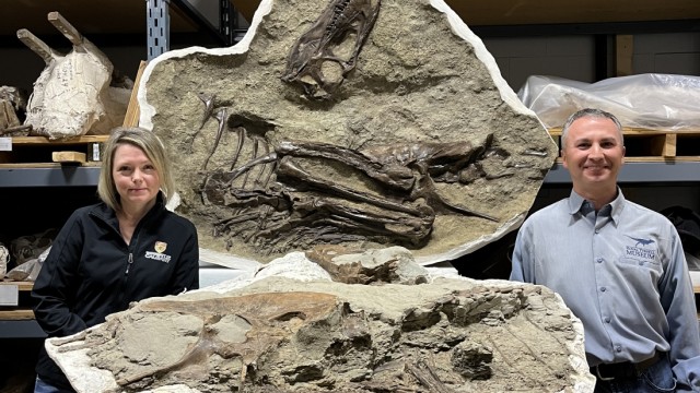 Paléontologie : Darla Zelenitsky (à gauche) et François Therrien (à droite) en comparaison de taille avec le fossile de Gorgosaurus.