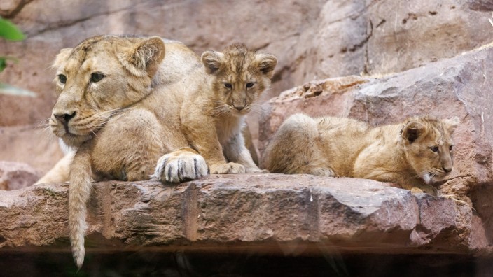 Tiergarten: Die Löwin Aarany liegt mit ihren Jungtieren Indica und Jadoo im Nürnberger Tiergarten im Gehege. Die Löwenwelpen wurden am 16. September im Tiergarten geboren.