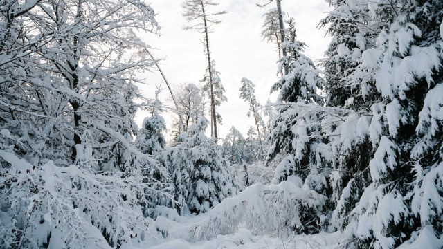Winterschäden im Ebersberger Forst: So schön ein verschneiter Winterwald ist, so gefährlich kann er auch sein.