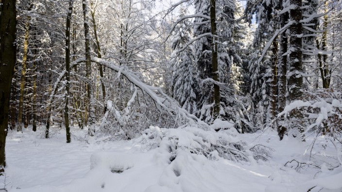 Winterschäden im Ebersberger Forst: Im Ebersberger Forst sind Spaziergänge mit Vorsicht wieder erlaubt. Ratsam ist es aber allemal, auch mal den Blick zu heben.