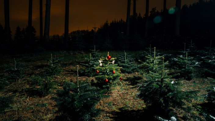 Weihnachten: Ein etwa sechs Jahre alter, mit Christbaumkugeln geschmückter Baum, inmitten anderer gleichaltriger Bäume auf einer Plantage der Spennesbergers in Hebertshausen.