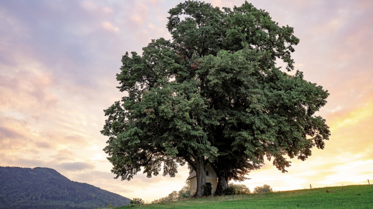 Native Trees in Bavaria: Losses, Legends, and Legacy