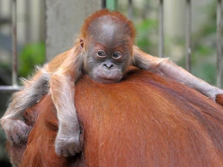 Orang-Utan-Baby Dodi im Dresdner Zoo;dpa