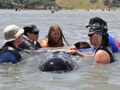 43 gestrandete Wale in Neuseeland gerettet;dpa