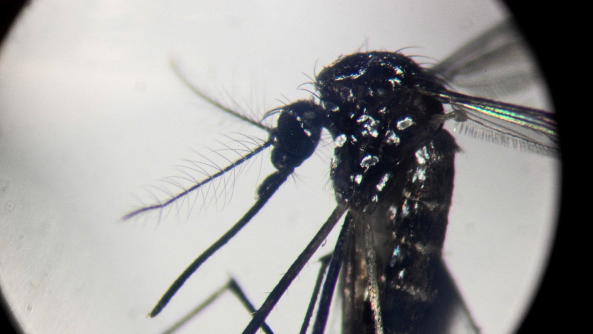La dengue se propage dans le monde entier : le Brésil souffre d’une épidémie – Santé