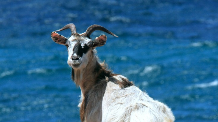 Italy: Giving away goats – there's a catch – travel