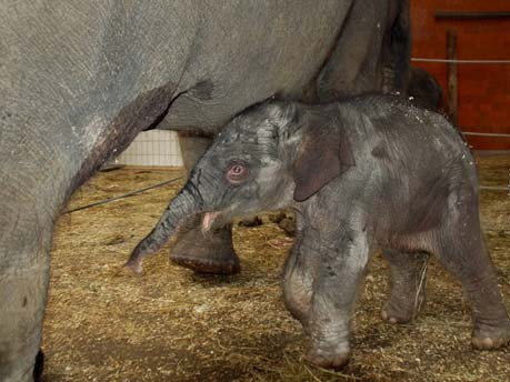 Elefantenbaby Jamuna Toni im Münchner Zoo geboren;ddp