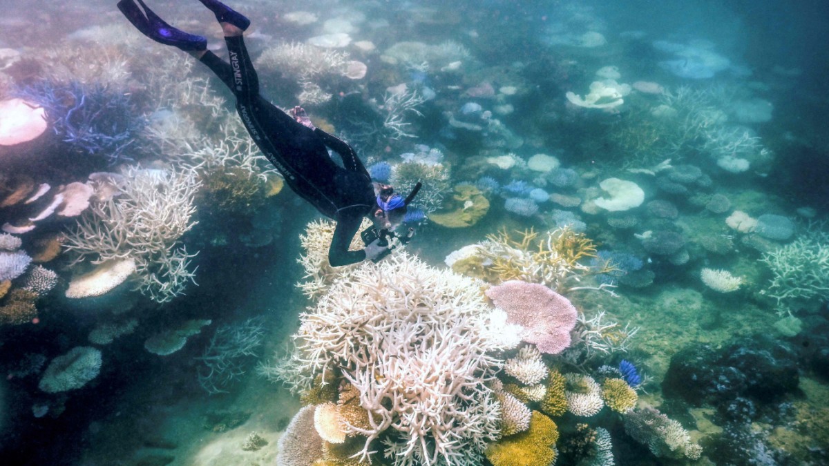 La Grande Barrière de Corail connaît peut-être le pire blanchissement des coraux de l’histoire.  – Connaissance