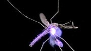 Malaria-Bekämpfung: Ein Laserstrahl versengt eine Mücke.