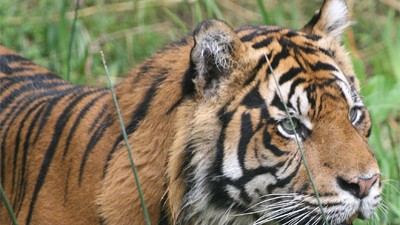 Artensterben: Ein seltener Anblick: Ein Sumatra-Tiger streift durch die freie Wildbahn.