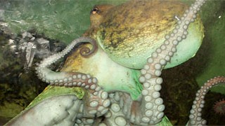 Krake Tintenfisch Oktopus