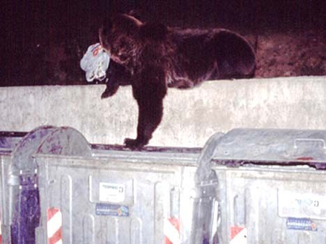 Die Müllbären der Karpaten