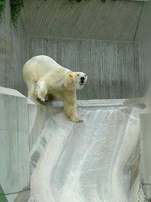 Eisbär-Zuwachs in Hellabrunn