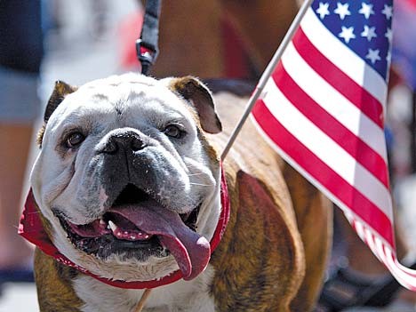 hund amerikanische flagge