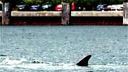 Tierischer Besuch: Der Finnwal traut sich nah ans Ufer.
