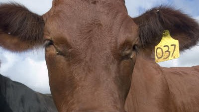 Klonen: Mindestens 6000 geklonte Rinder stehen schon auf den Weiden, zum Beispiel in Austin, Texas.