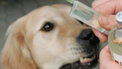 Krebs bei Hunden: Der Hunde-Tumor trat wahrscheinlich schon Anfang des 19. Jahrhunderts auf.