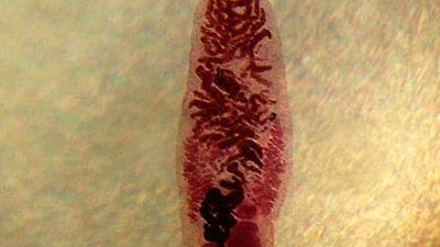 Bio bizarr (6): Erfolgreicher Parasit: Der Kleine Leberegel hat erstaunliche Strategien entwickelt, um sich fortzupflanzen.