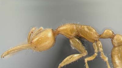 Neue Ameisenart entdeckt: undefined
