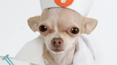 Medizin und Wahnsinn (44): Was haben Zahnärzte mit Therapiehunden gemeinsam?