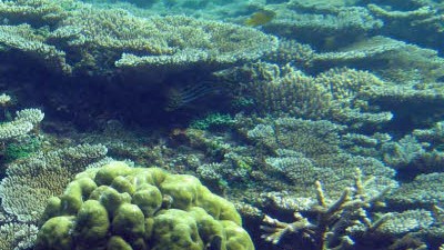 Indonesien: Die Korallenriffe vor Indonesiens Küste sind gefährdet - und damit auch die Fischbestände.