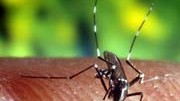 Mücken können gefährliche Infektionskrankheiten übertragen, oh