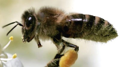 Fleißige Bienen: undefined