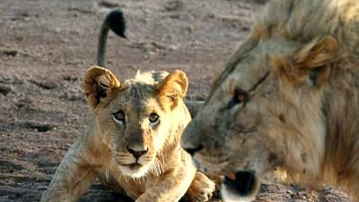 Serie: Bio bizarr (8): Junge Löwen leben gefährlich, wenn neue Männchen das Rudel übernehmen.