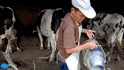 Verseuchte Milch: Die verseuchte chinesische Milch ist inzwischen ein weltweites Problem.