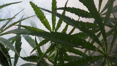 Es grünt so grün: Rauschgift am Viktualienmarkt: Die Polizei konfiszierte eine Marihuanapflanze.