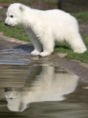Eisbär, Knut; Reuters